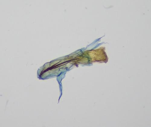 Réf. 259 007 : Scoparia pyralella
